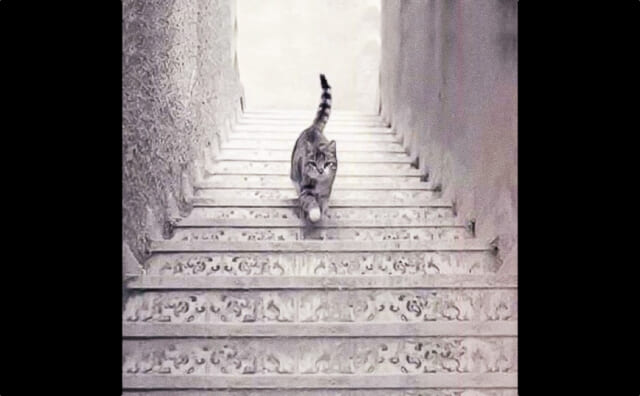 【心理テスト】猫は階段を上がってる？下がってる？あなたの「隠れた性格」を診断！