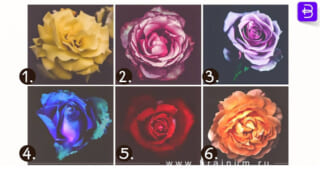 【心理テスト】どのバラが最も美しいと感じた？あなたの「真の個性」が明らかに…