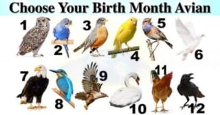 あなたの「誕生鳥」はどれ？生まれた月の「鳥」で性格診断！ ◯月の人は予測不能…！？