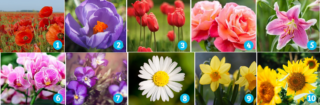 【心理テスト】好きな花はどれ？「本当のあなた」を表す花を選ぼう！