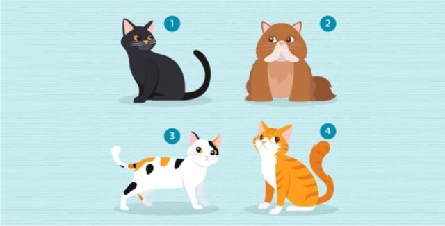 【心理テスト】どのネコが好き？あなたに最適なパートナーが分かる！