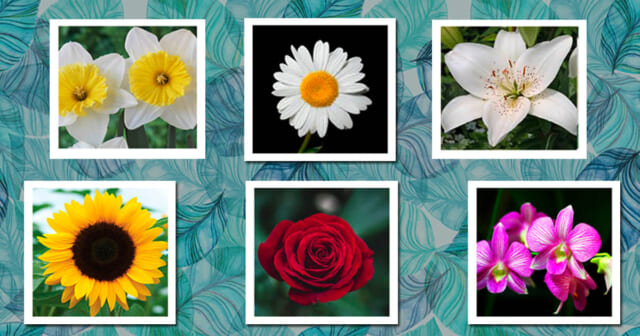 【心理テスト】どの花を選ぶ？　あなたの隠れた長所がわかる！